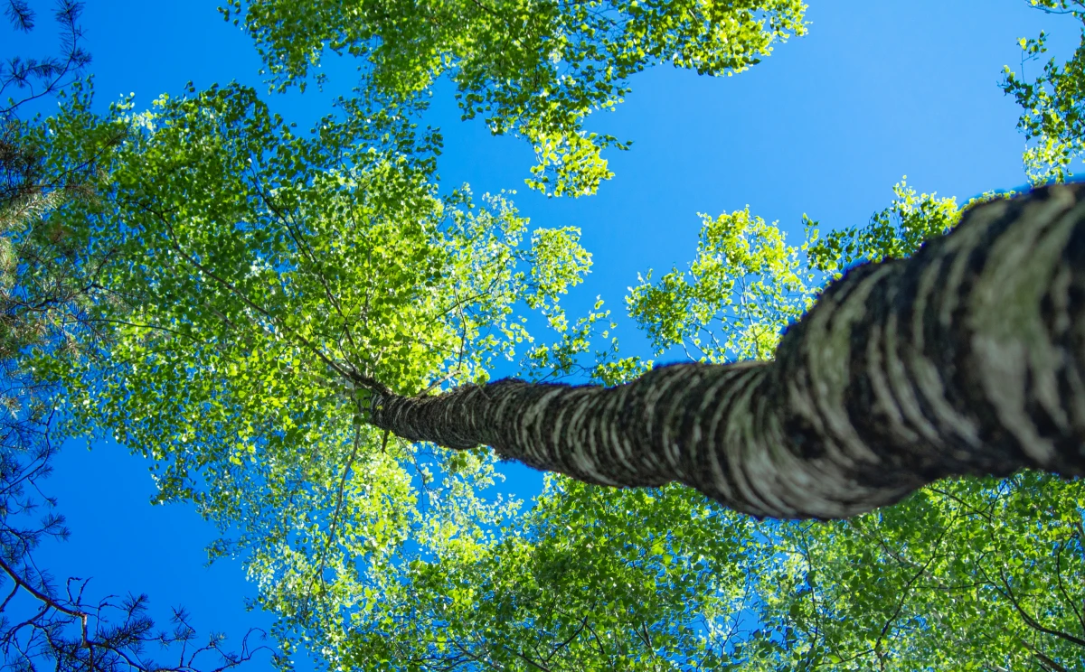 Arbres et assurance habitation : démêler les branches de la couverture
